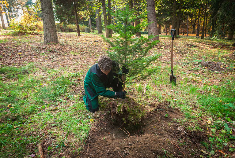 Realizujeme výsadbu stromů na holinách, zemědělských půdách i degradovaných plochách. Vždy s důrazem na vhodnou druhovou skladbu a dlouhodobou vitalitu lesa.